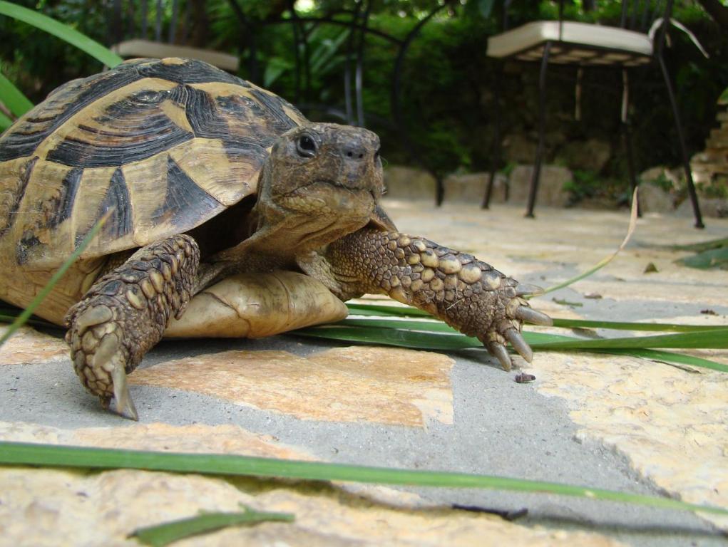 Turtle Dubrovnik